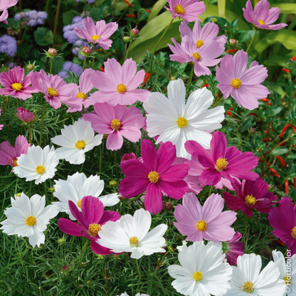 Cosmos Samen - Psyche Mix