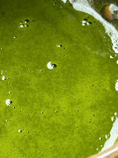 Kiji - Matcha de cérémonie - Matsu